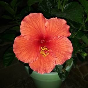 Meet your Posher, Sharen